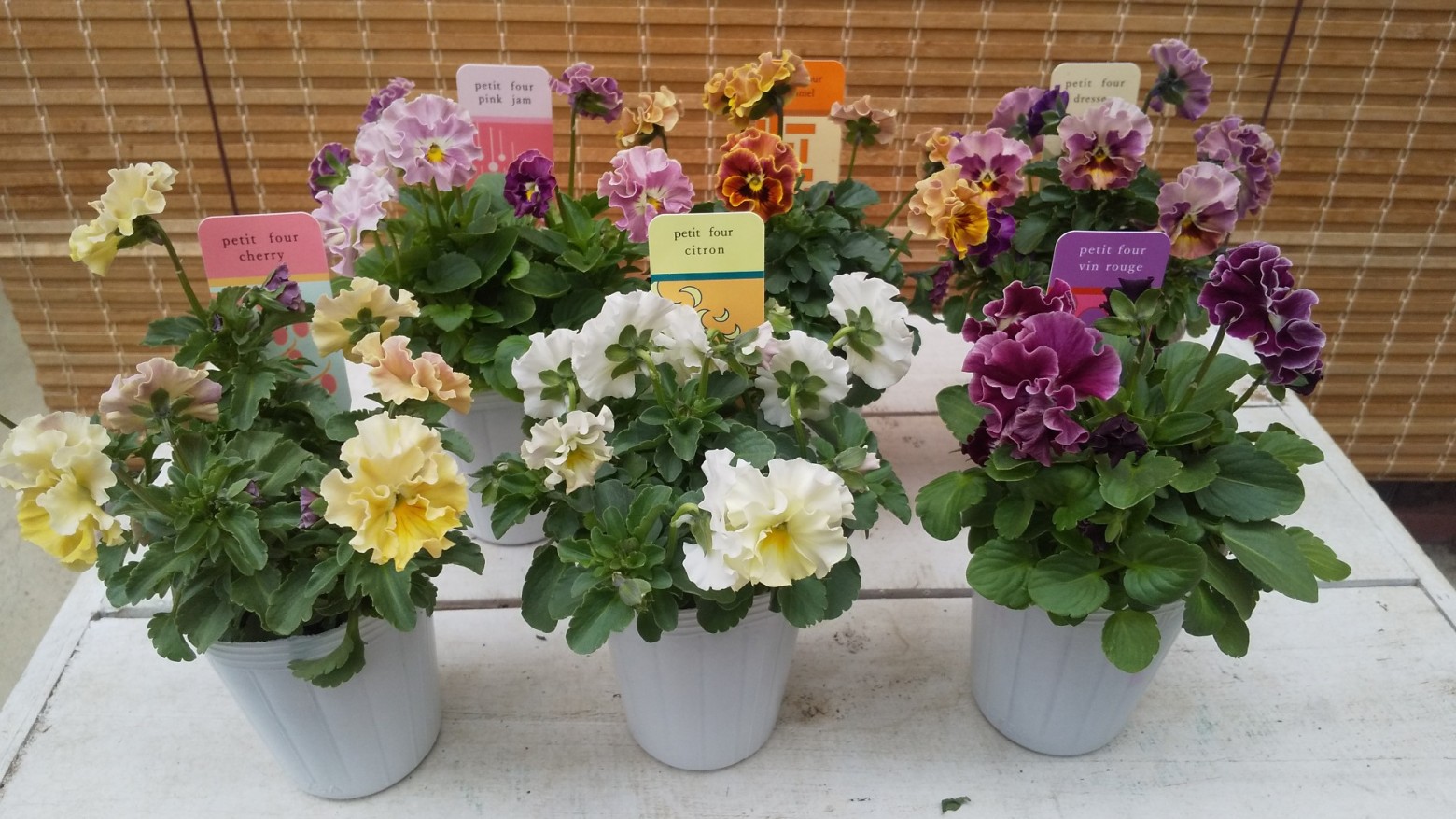 プティフール ペルル ハルグリン 送料込 花 ビオラ プティフール