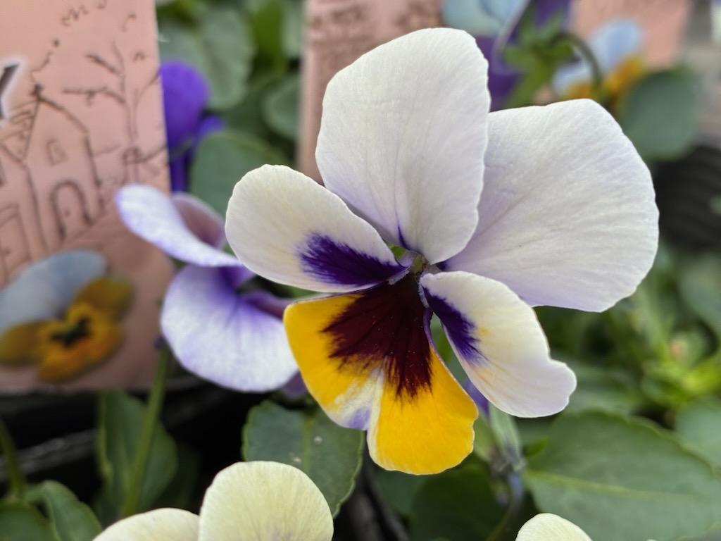 グリーンテラスはなようび